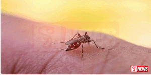 දිවයින පුරා ඩෙංගු යයි සැක සහිත රෝගීන් 35075ක්