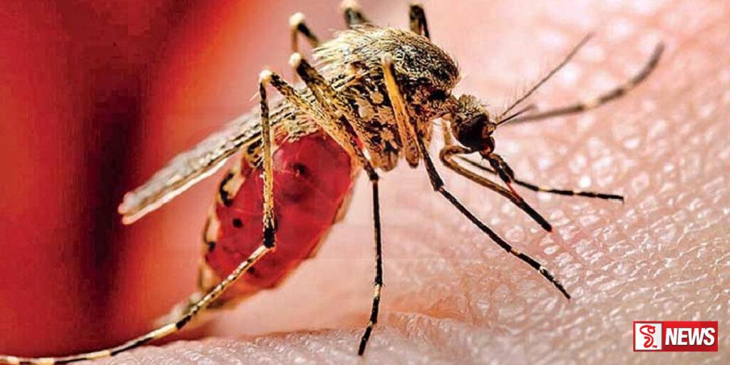 ඩෙංගු අධි අවදානම් කලාප 61 ක්