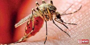 ඩෙංගු අධි අවදානම් කලාප 61 ක්