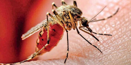 ඩෙංගු අධි අවදානම් කලාප 61 ක්