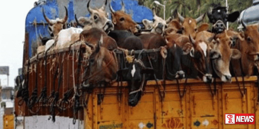 වයඹ පළාත තුළට සහ ඉන් පිටතට ගවයින් ප්රවාහනය කිරීම සම්පූර්ණයෙන්ම තහනම්