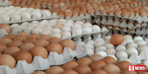 ආනයනික බිත්තර සිල්ලර වෙළෙඳපොළට නිකුත් කිරීම සම්බන්ධයෙන් මෙතෙක් තීරණයක් ගෙන නොමැත