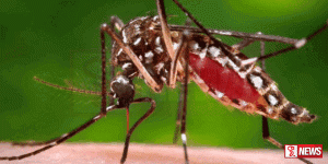 අධික උෂ්ණත්වය නිසා මදුරු ව්යාප්තියේ ද වැඩිවීමක්