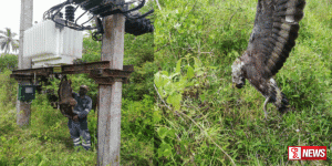 නාගයා ඩැහැගත්තු යෝධ උකුස්සෙකු ට්රාන්ස්ෆෝමරයක විදුලිසැර වැදී මරුට