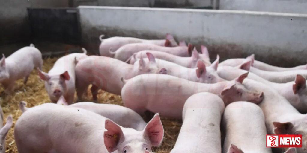 ඌරන් අතර වෛරස් රෝගයක්