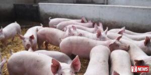 ඌරන් අතර වෛරස් රෝගයක්