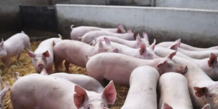 ඌරන් අතර වෛරස් රෝගයක්