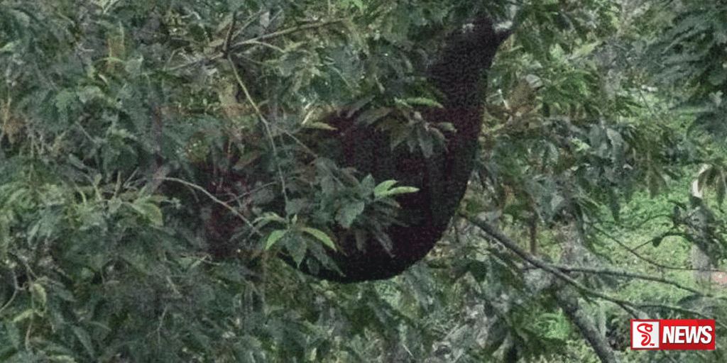 වතු කම්කරුවන් පිරිසකට බඹර ප්රහාරයක්