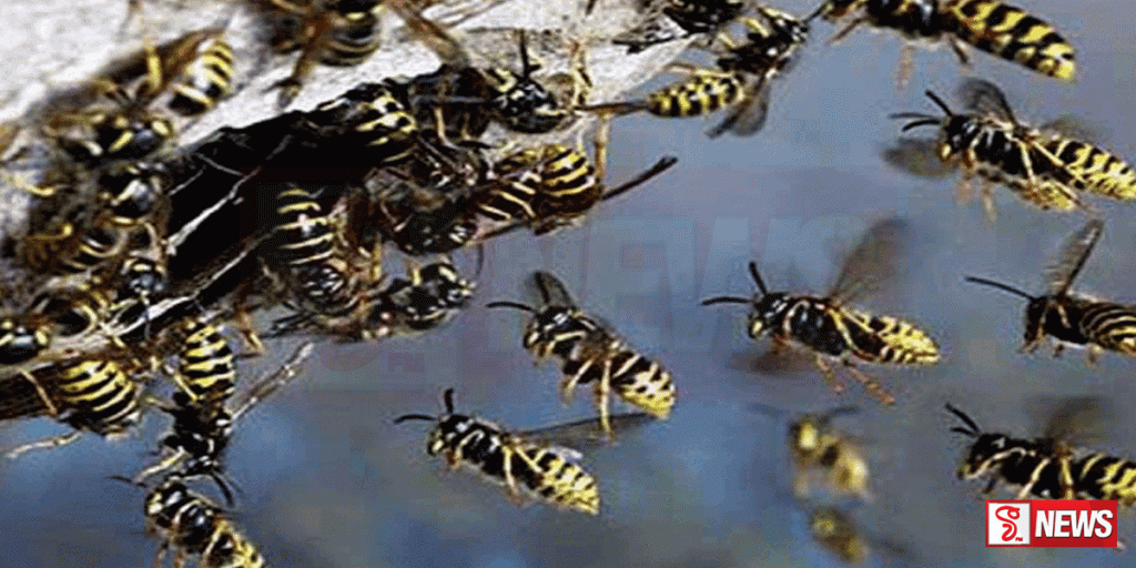 බණ්ඩාරවෙලට බඹරුන්ගේ ප්රහාරයක්