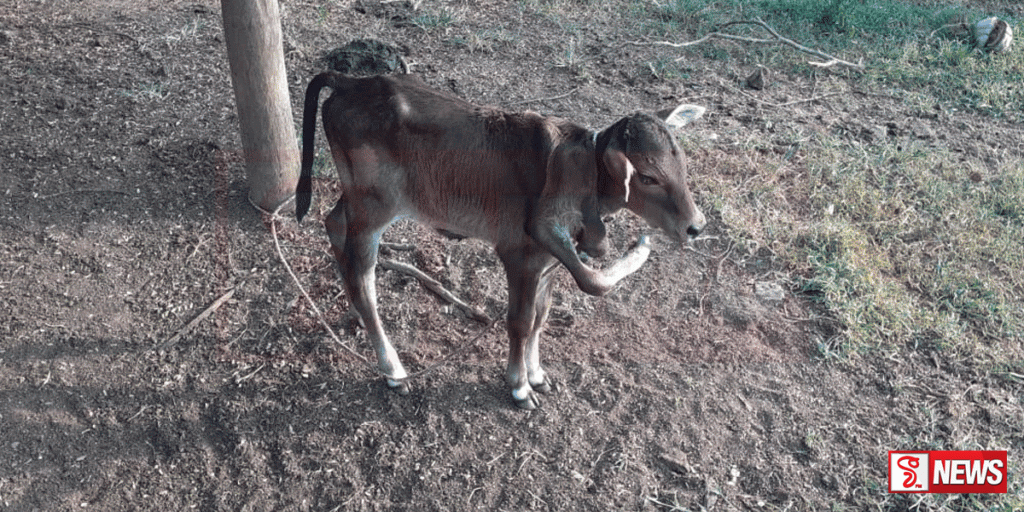 අරැම පුදුම වසු පැටියෙක් වවුනියාවෙන්