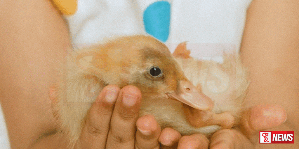 බ්රසීලය සත්ත්ව සෞඛ්ය හදිසි තත්ත්වයක් ප්රකාශයට