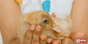 බ්රසීලය සත්ත්ව සෞඛ්ය හදිසි තත්ත්වයක් ප්රකාශයට