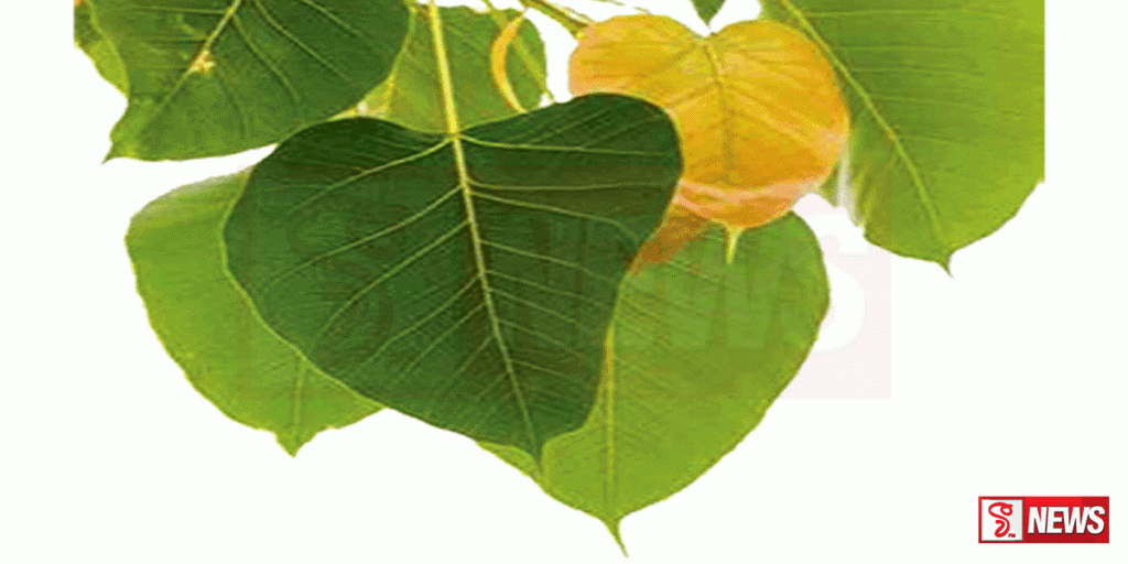 තිස්සමහාරාම සති පිරිත් පිංකම අද ඇරඹේ