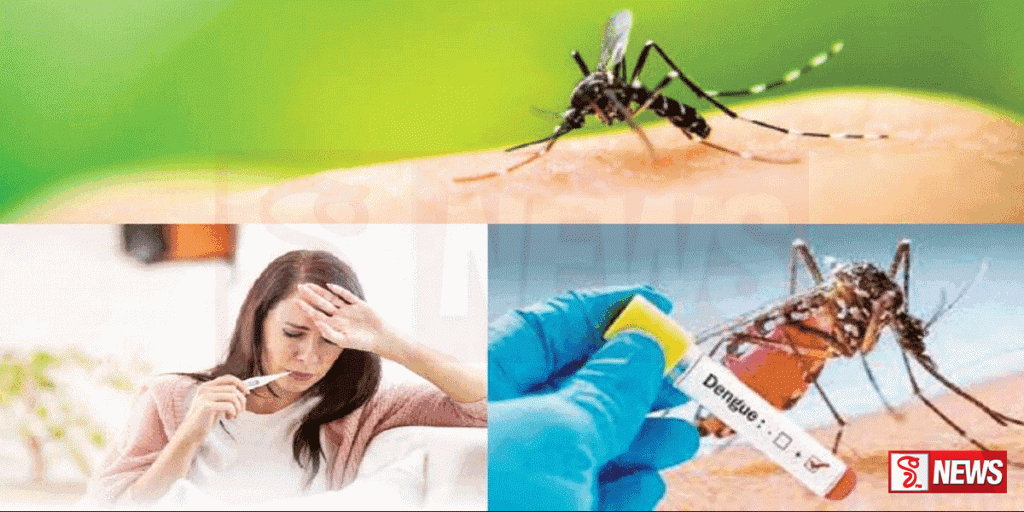 ඩෙංගු රෝගය පැතිරීම වැළැක්වීමට කඩිනම් පියවර ගන්න