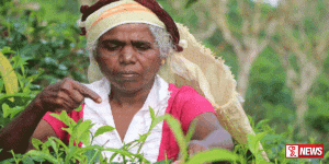 වතු කම්කරුවන්ට ස්ථිර ලිපින ලබා දීම පිළිබඳව සොයා බැලීමක්