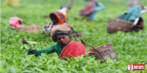 වතු කම්කරුවන්ටත් ස්ථිර ලිපිනයන් ලබා දීමට අවස්ථාවක්