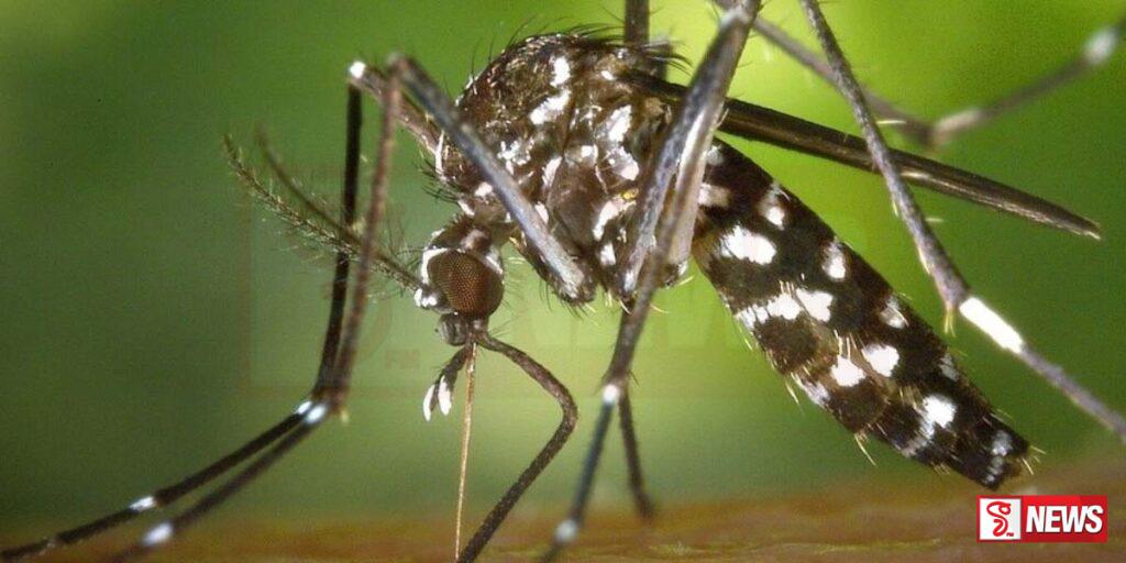 දිස්ත්රික්ක 9 ක ඩෙංගු රෝගීන් වාර්තා වීම ඉහළ ගොසින්