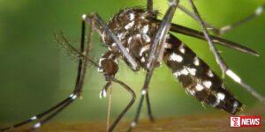 වර්ෂාවත් සමඟ ඩෙංගු රෝගය ගැන වාර්තාවක්