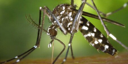 වර්ෂාවත් සමඟ ඩෙංගු රෝගය ගැන වාර්තාවක්