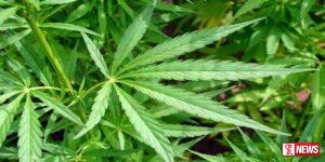 ඩොලර් මිලියන 604ක ආයෝජන නියමු ව්යාපෘතියක් ලෙස කංසා වගා කිරීමටත් තීරණයක් – Video