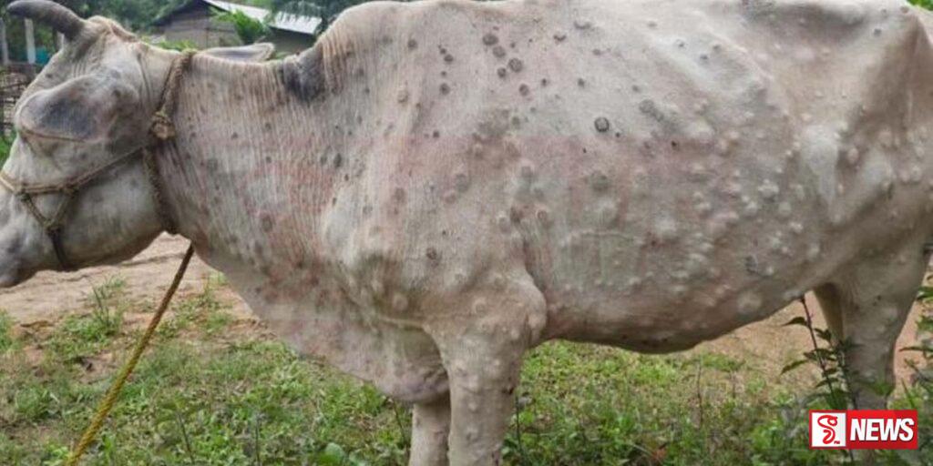 ගව චර්ම ගැටිති රෝගය නිසා ගවයින් මරණයට පත්නොවේ