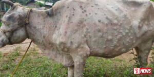 ගව චර්ම ගැටිති රෝගය නිසා ගවයින් මරණයට පත්නොවේ