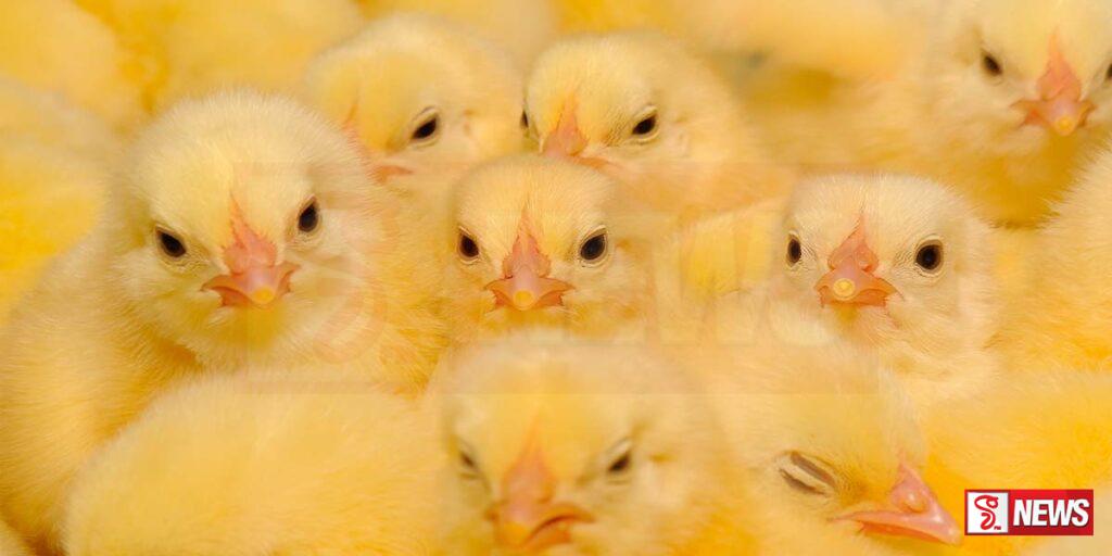 ගොවිපොළවල පිරිමි කුකුළු පැටවුන් අවිධිමත් ලෙස බැහැර කිරීම අත්හිටුවන්න