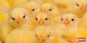 ගොවිපොළවල පිරිමි කුකුළු පැටවුන් අවිධිමත් ලෙස බැහැර කිරීම අත්හිටුවන්න