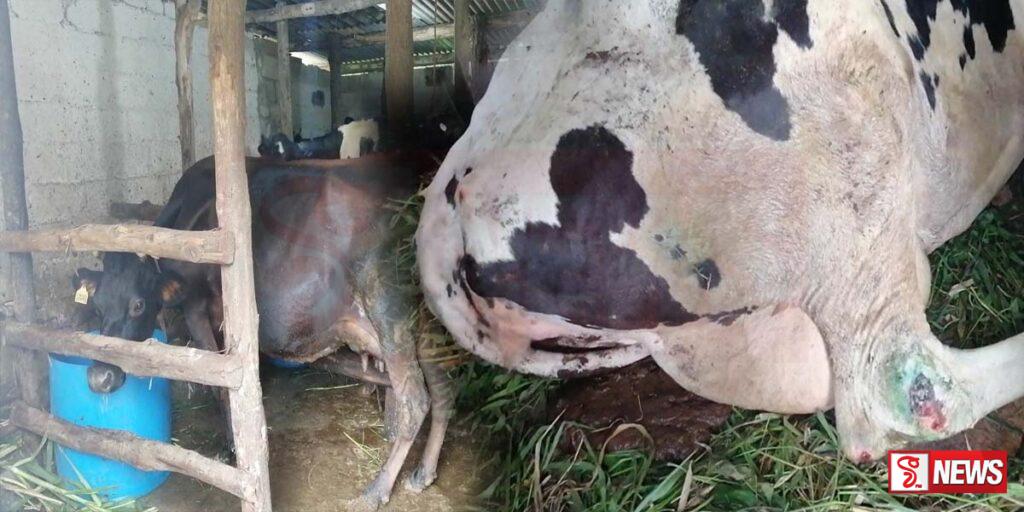 උඩරට දියර කිරි නිෂ්පාදනය බරපතල අර්බුදයක – රෝගී සතුන් අකාලයේ මියයයි