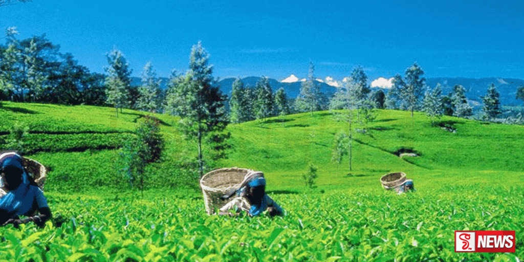 තේ වතු සමාගම් පාඩු ලබන තත්ත්වයක