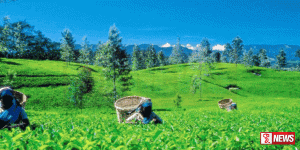 තේ වතු සමාගම් පාඩු ලබන තත්ත්වයක