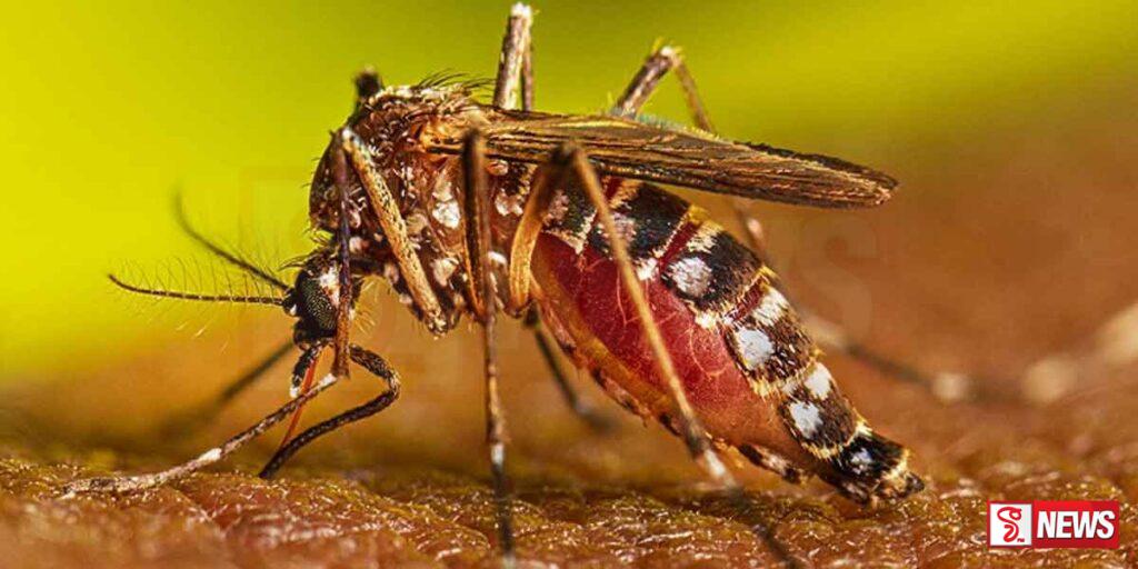 ඩෙංගු පාලනයට පුළුල් වැඩසටහනක්