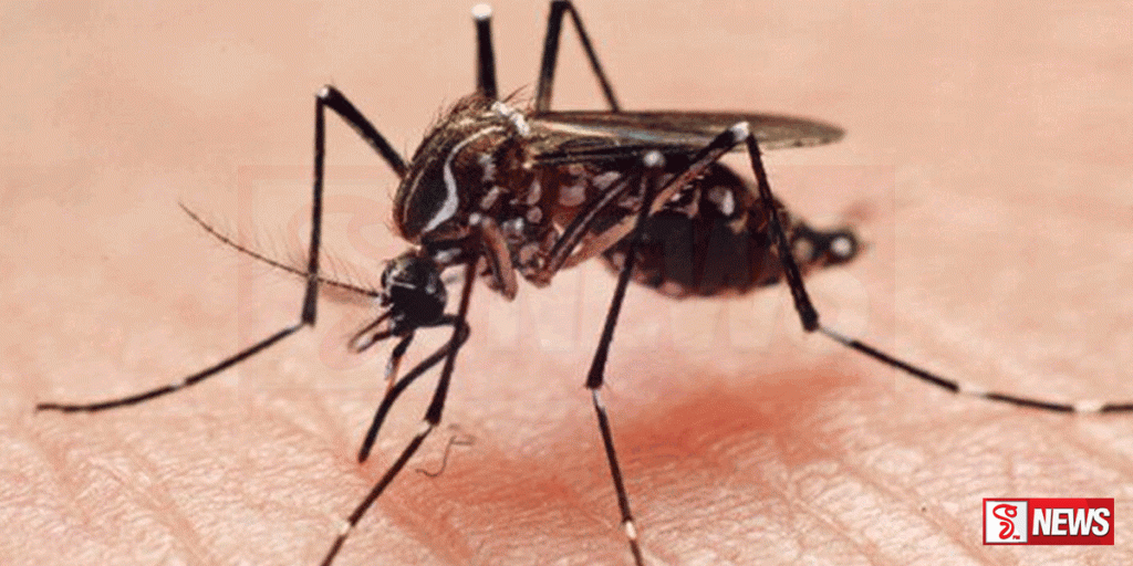 ඩෙංගු මර්ධනයට රෝහල් සඳහා විශේෂිත මාර්ගෝපදේශක්