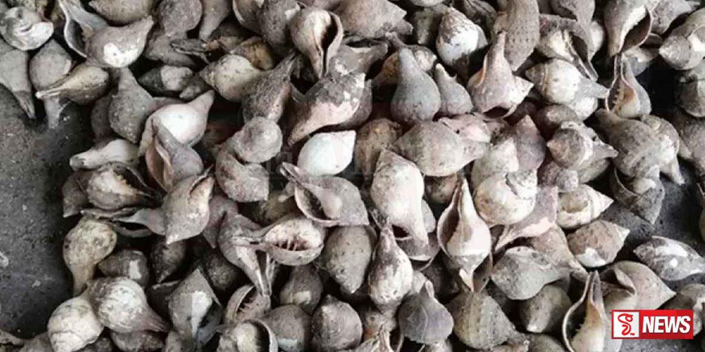 මුහුදු හක්බෙල්ලන් සමඟ සැකකරුවන් අත්අඩංගුවට