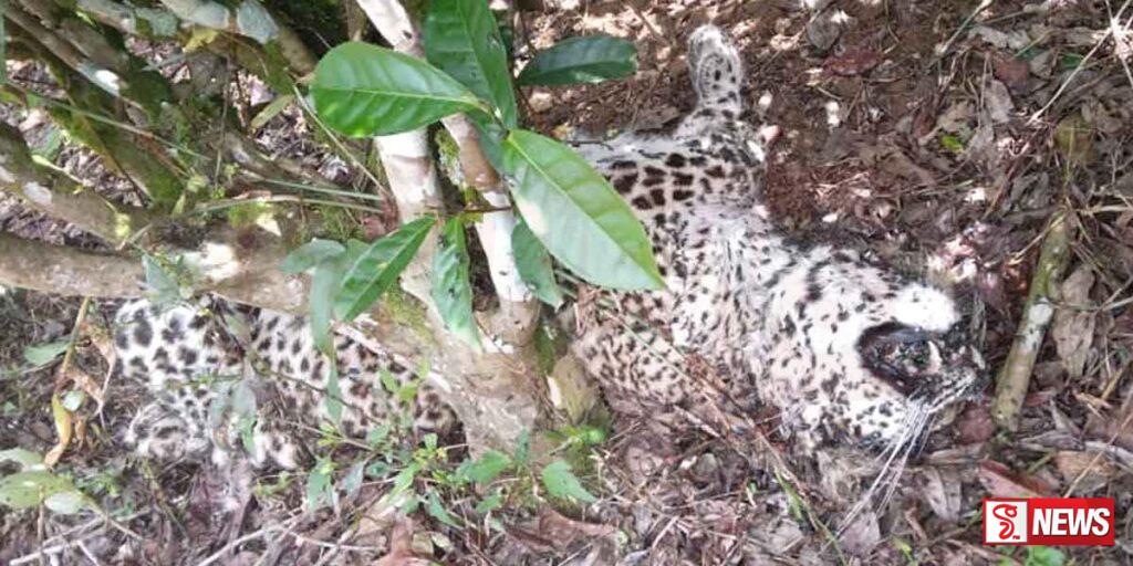 කදුකර කොටියෙකු අභිරහස් ලෙස මියයයි