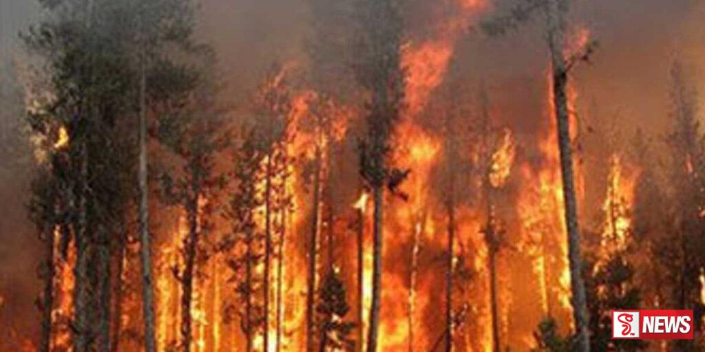 ලැව්ගිනි හේතුවෙන් වර්ග කිලෝමීටර් 76,000ට වැඩි ප්රමාණයක් දැවී යයි