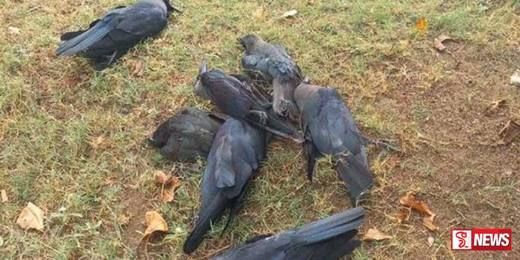 පුත්තලම නගරයේ කපුටන් රැසක් මියයයි