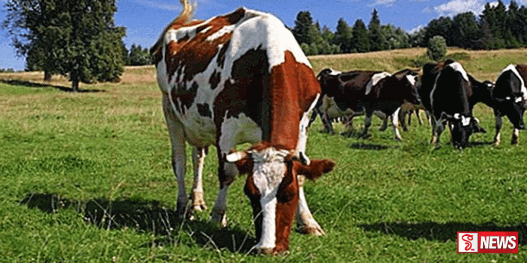 ගව රෝගය බස්නාහිරටත්