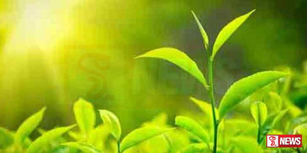 තේ දළු කිලෝවක මිල පහළට