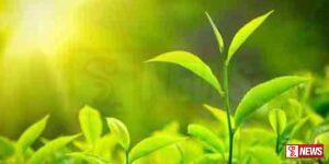 තේ දළු කිලෝවක මිල පහළට