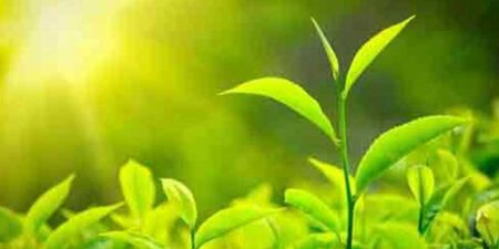 තේ දළු කිලෝවක මිල පහළට