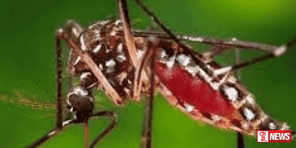 ඩෙංගු වසංගතය අධි වසංගතයක් බවට පත්වීමට පෙර පාලනය කර ගත යුතුයි