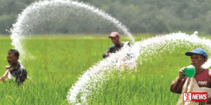 අද සිට යූරියා පොහොර