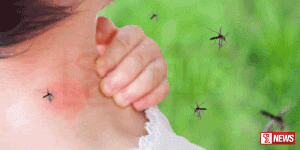 අසාමාන්ය ලෙස ඩෙංගු රෝගීන් කොළඹ දිස්ත්රික්කයෙන් වාර්තා විය හැක