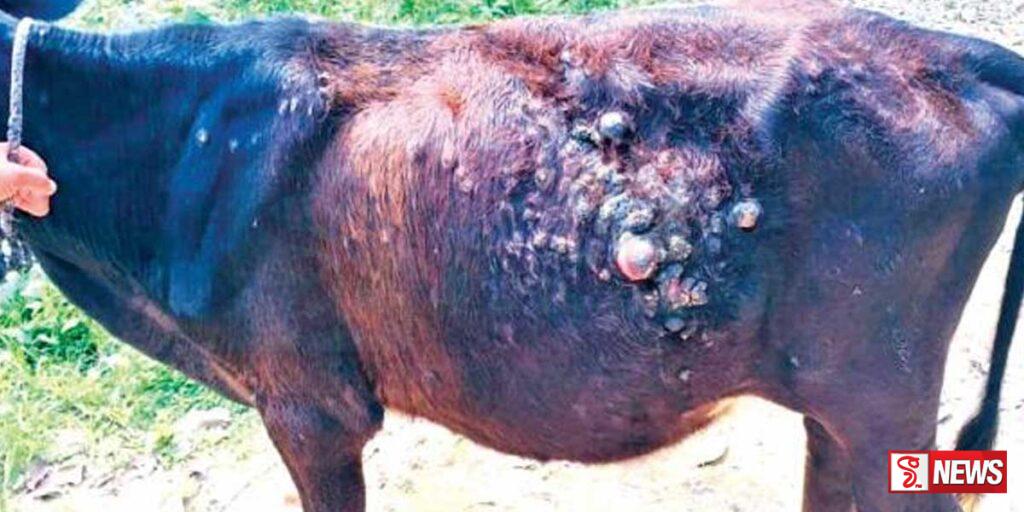 එළ ගවයින් අතර රෝගයක් පැතිර යයි