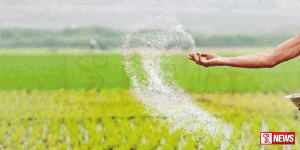 යූරියා පොහොර මිල අඩු කිරීමක්