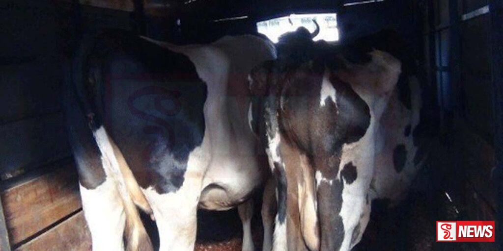 ගවයන් ප්රවාහනය කළ පුද්ගලයෙකු අත්අඩංගුවට