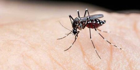 ඩෙංගු අධිඅවදානම් දිස්ත්රික්ක 11 ක්