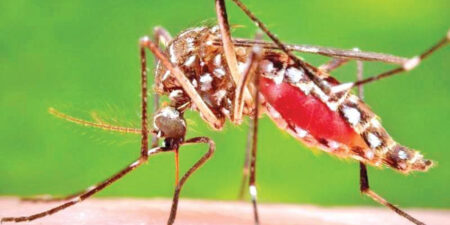 ඩෙංගු රෝගීන් 31,273 ක්