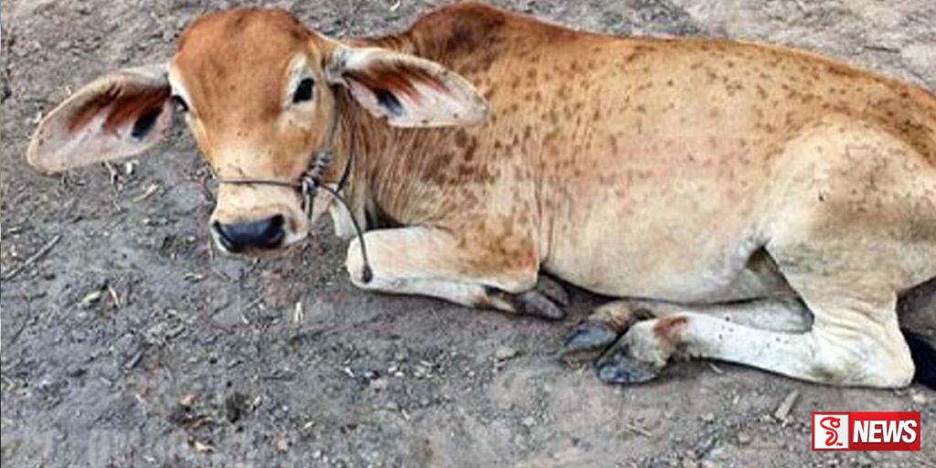 සමේ ගැටිති රෝගය පැතිර යන ප්රදේශවලින් මස් පිණිස ගවයින් ප්රවාහනය තහනම්